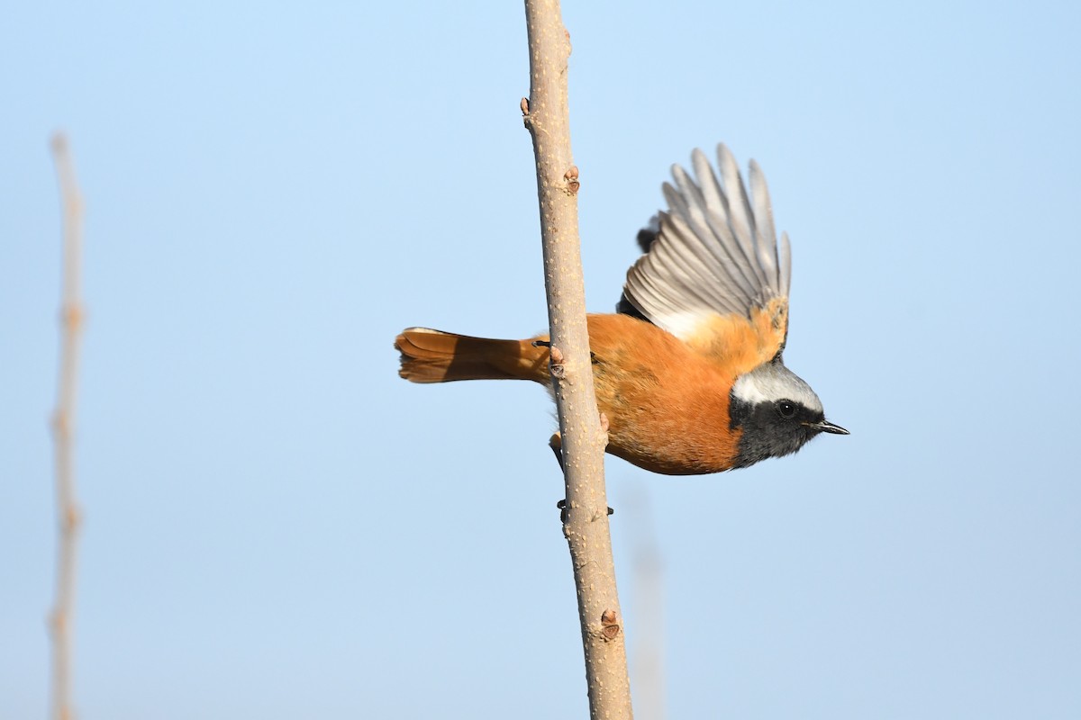 Daurian Redstart - ML629127382