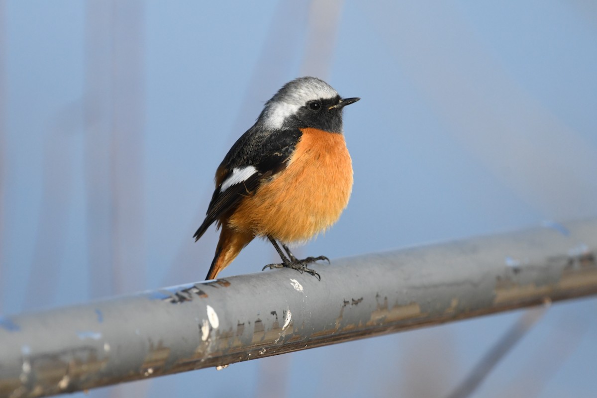 Daurian Redstart - ML629127383