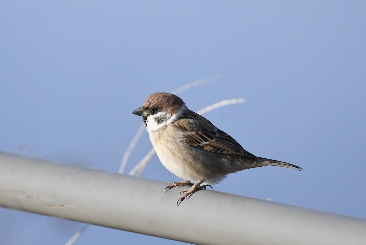 Eurasian Tree Sparrow - ML629127387