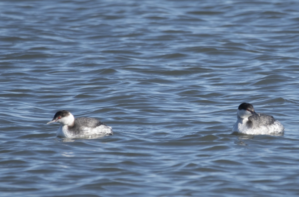 Horned Grebe - ML629127413