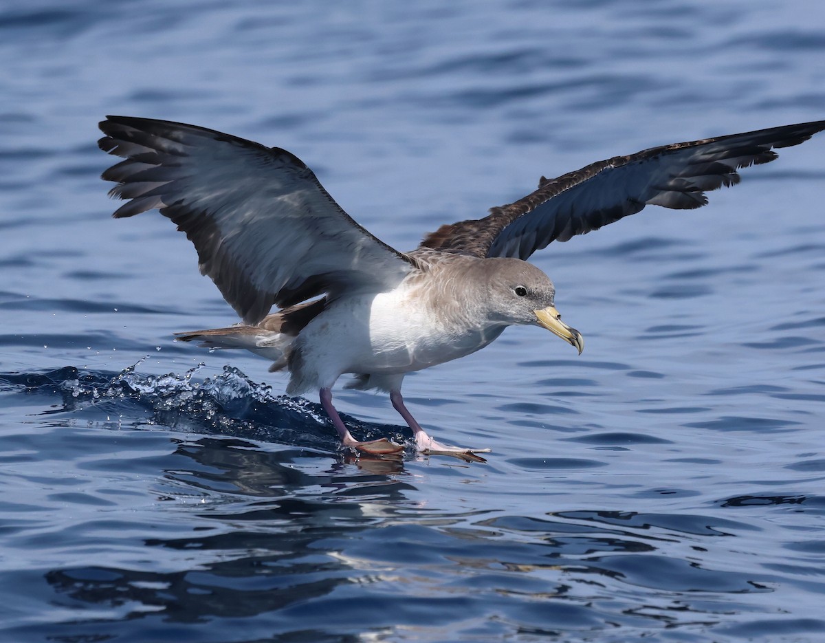 Cory's/Scopoli's Shearwater - ML629127580