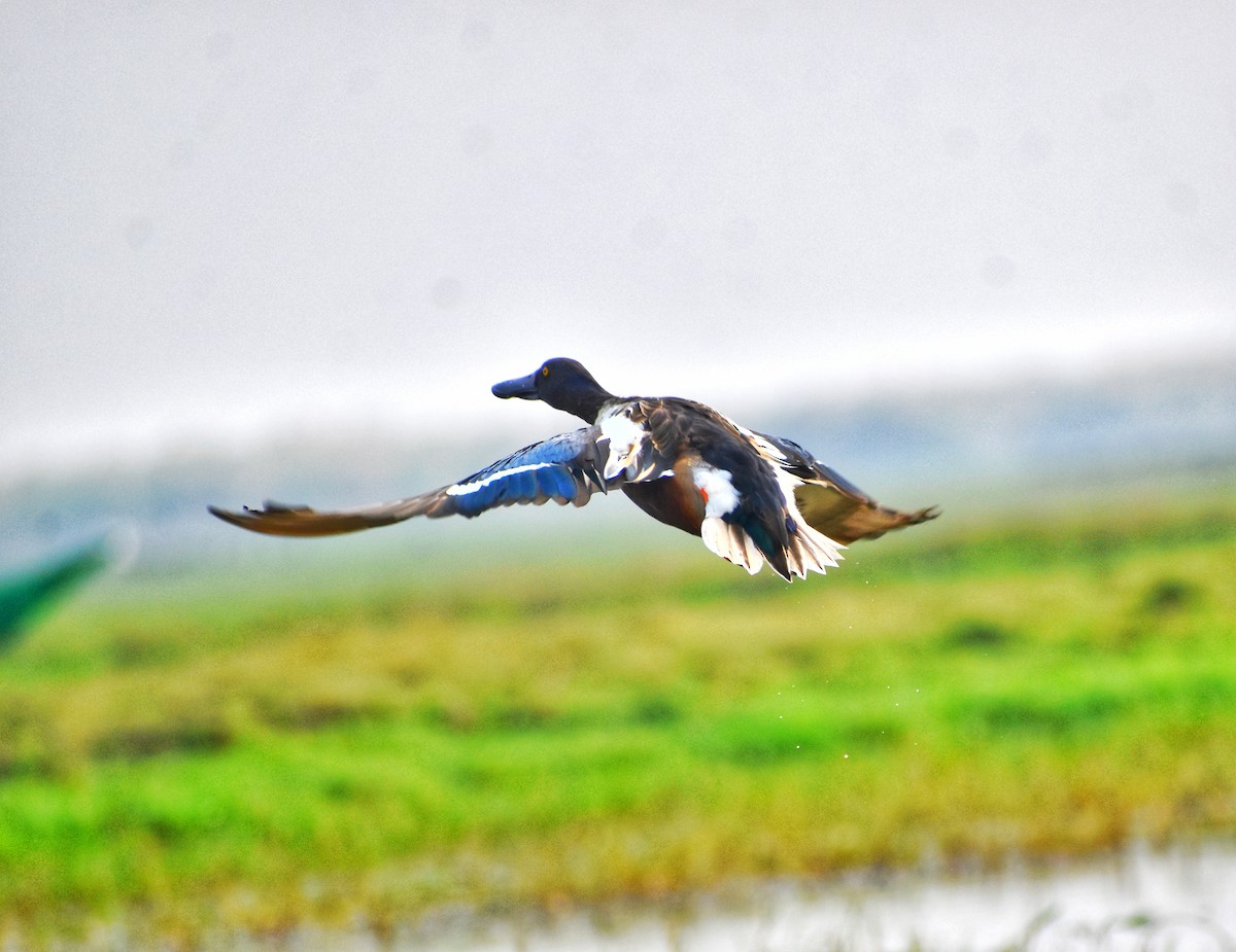 Northern Shoveler - ML629127594