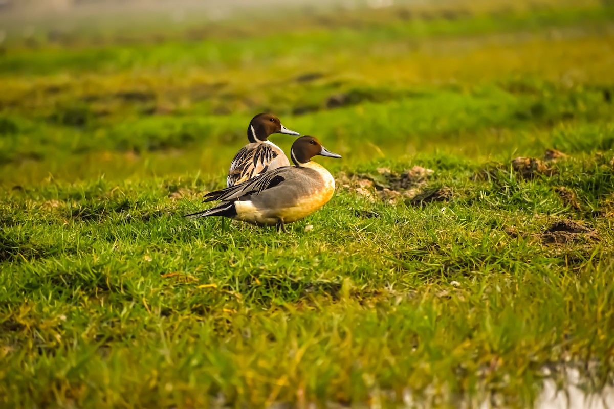 Northern Pintail - ML629127611