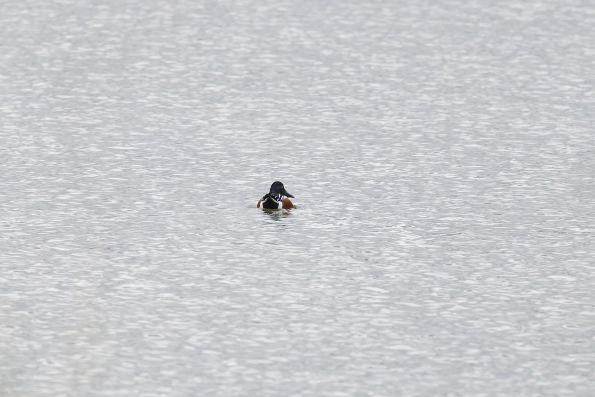 Northern Shoveler - ML629127781