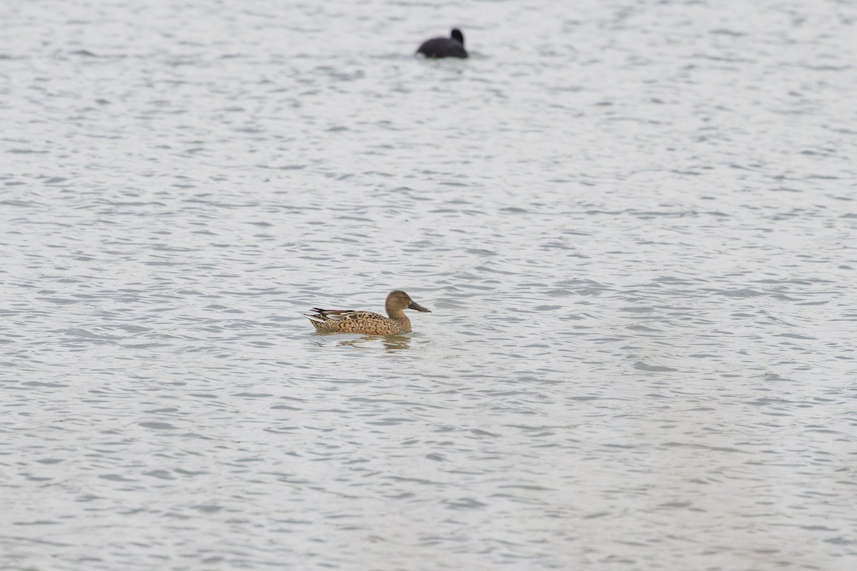 Northern Shoveler - ML629127782