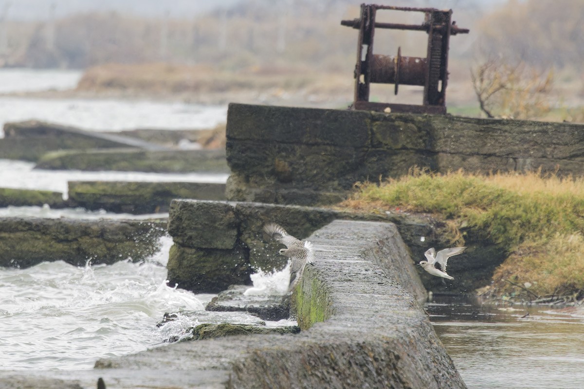 Black-bellied Plover - ML629127809