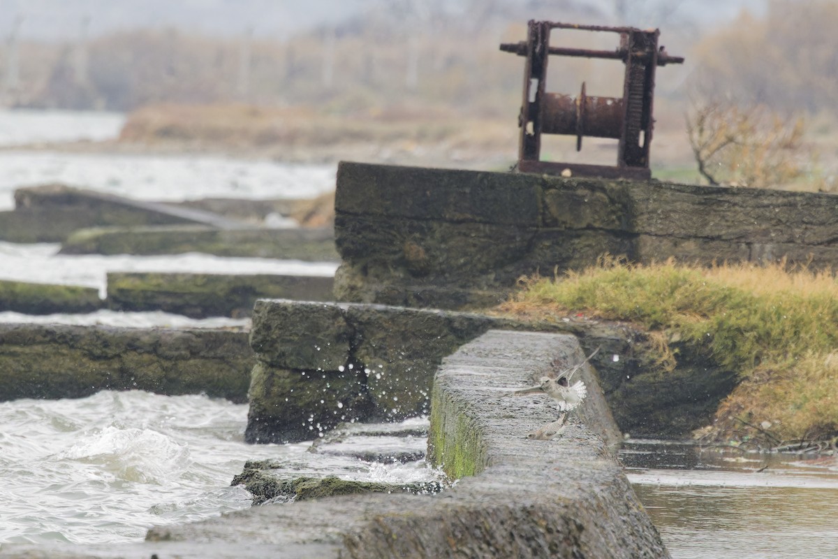 Black-bellied Plover - ML629127810