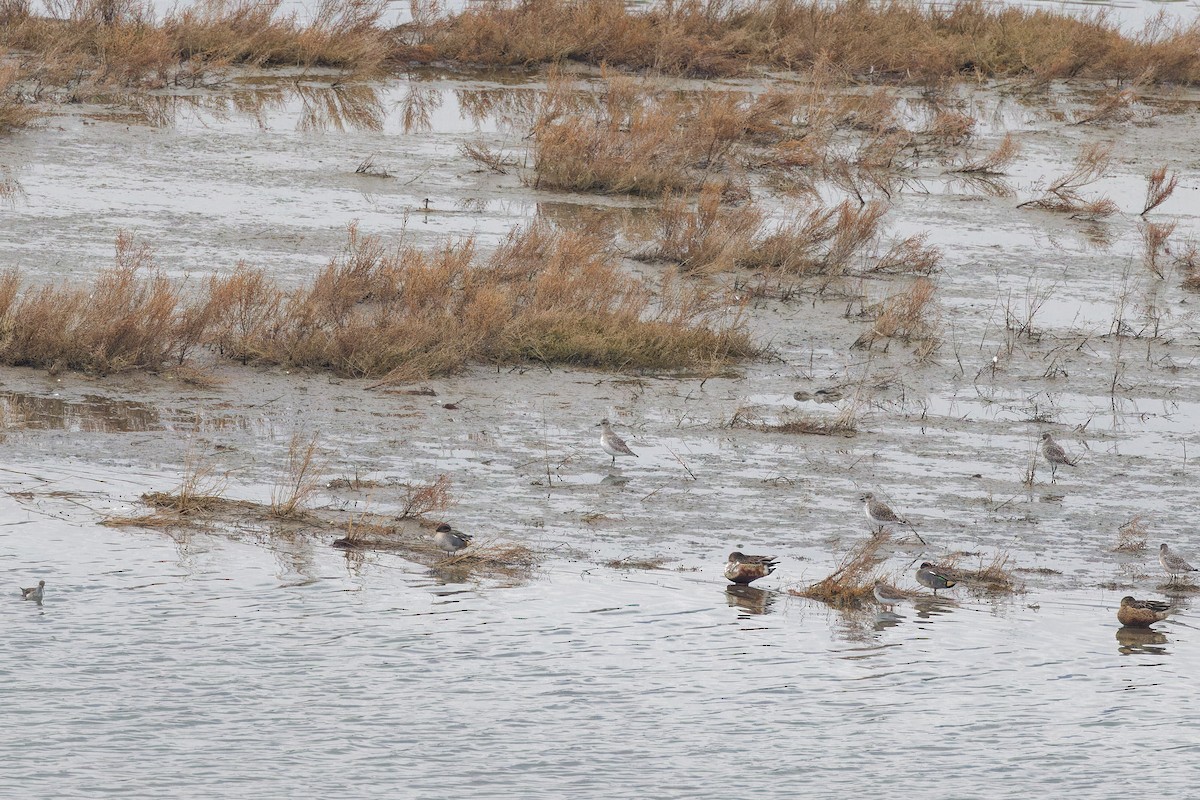 Black-bellied Plover - ML629127811