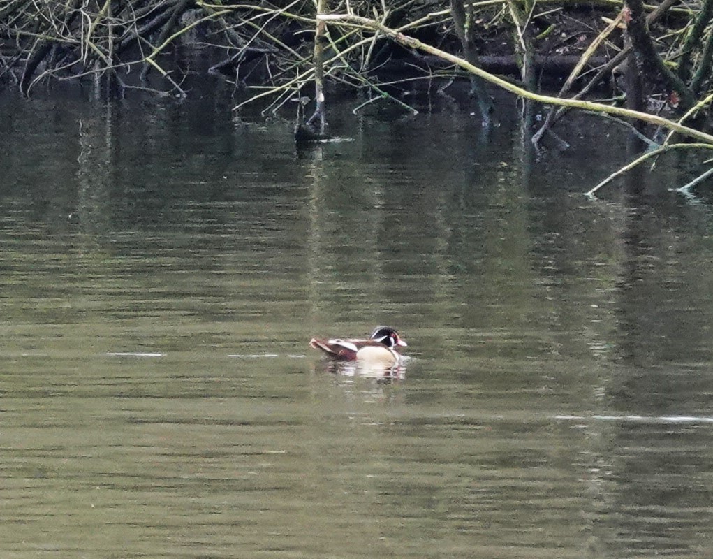 Wood Duck - ML629127824