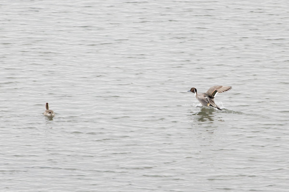 Northern Pintail - ML629127841