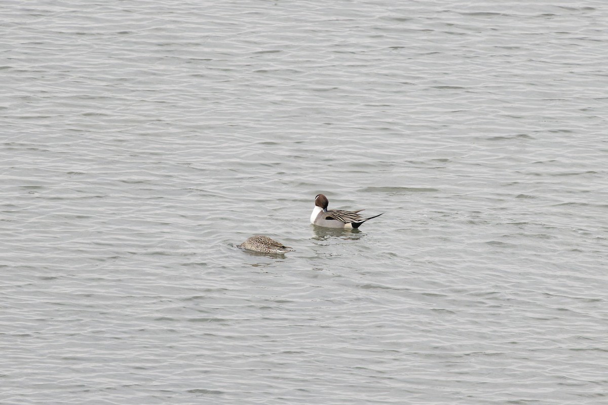 Northern Pintail - ML629127842