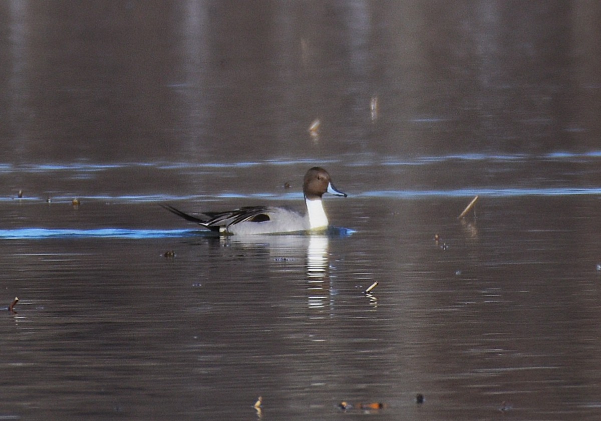 Northern Pintail - ML629127844