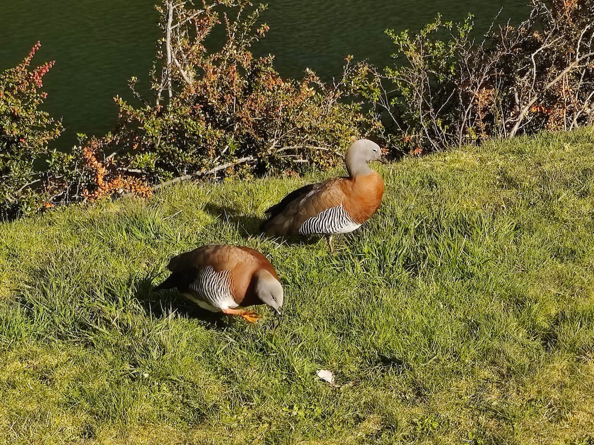 Ashy-headed Goose - ML629127870