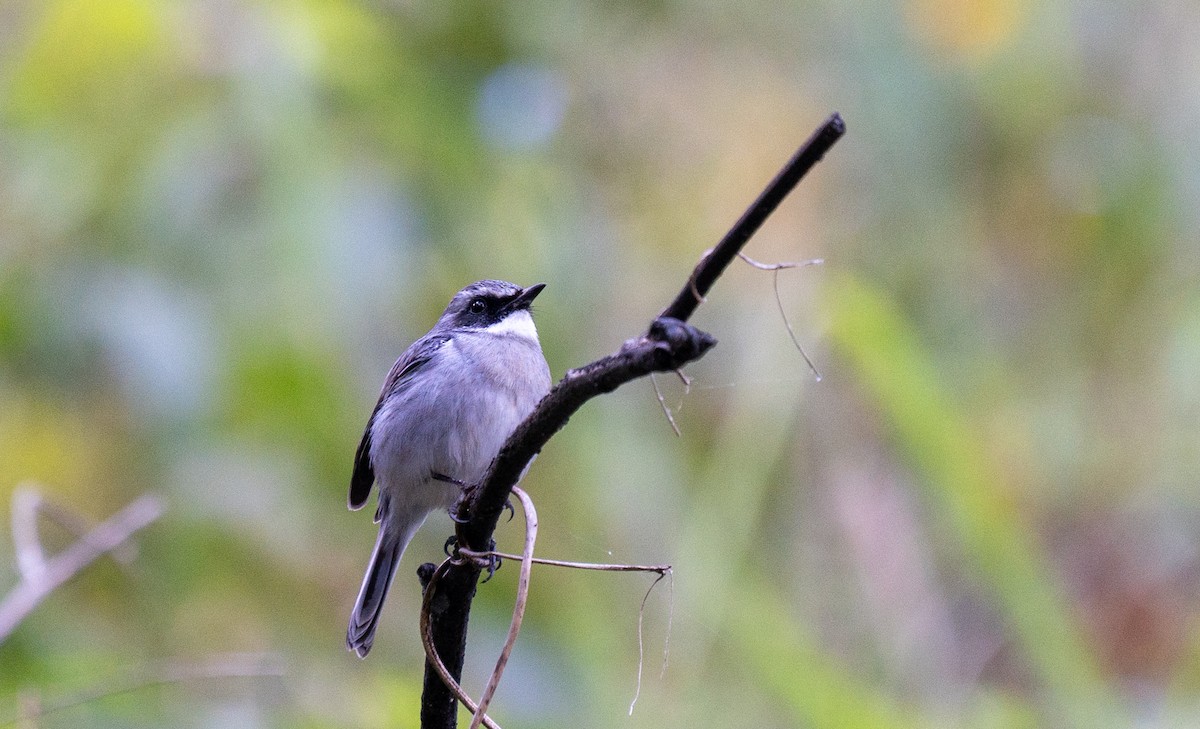 Gray Bushchat - ML629127998