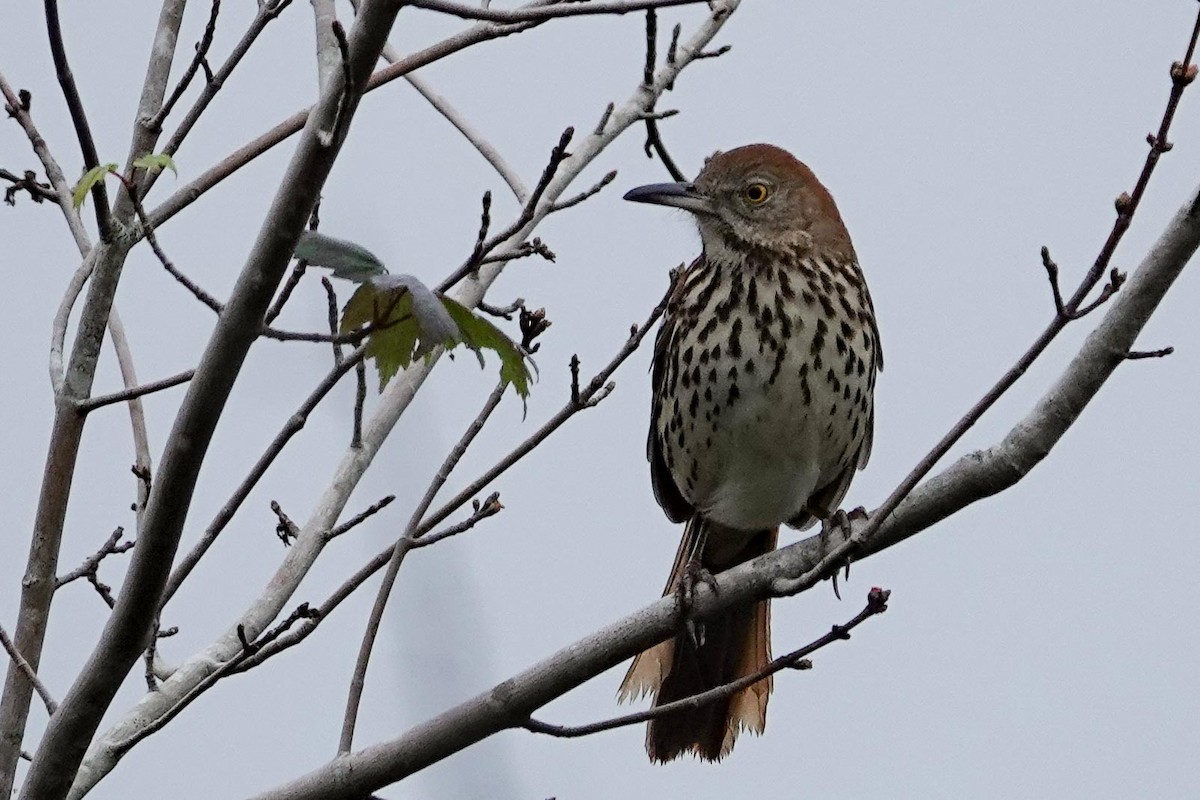 Brown Thrasher - ML629128014