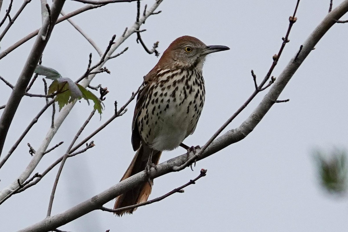 Brown Thrasher - ML629128016