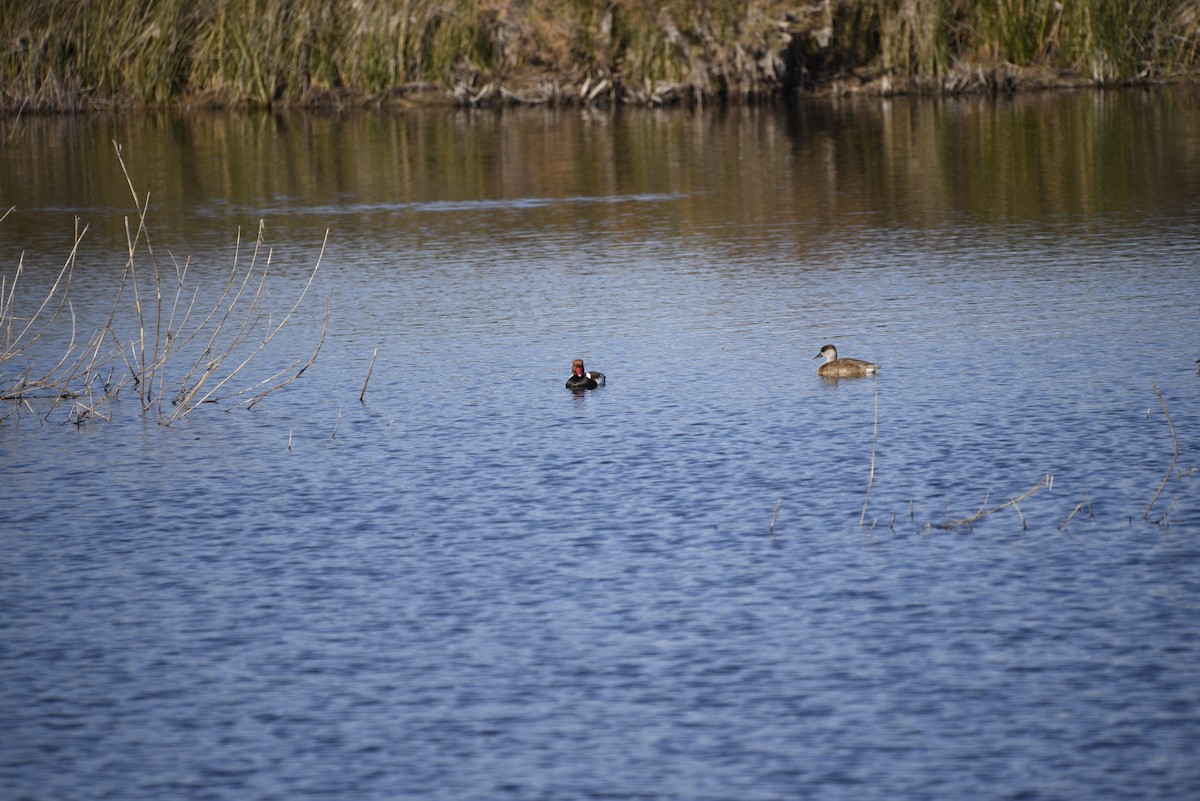 赤嘴潛鴨 - ML629128084