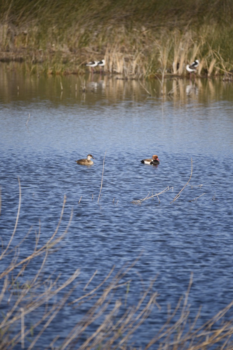 赤嘴潛鴨 - ML629128085