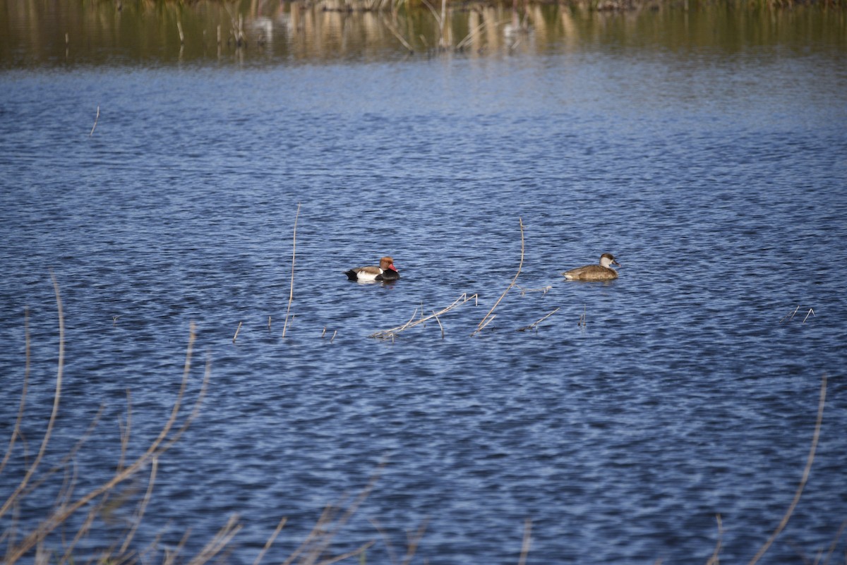 赤嘴潛鴨 - ML629128086