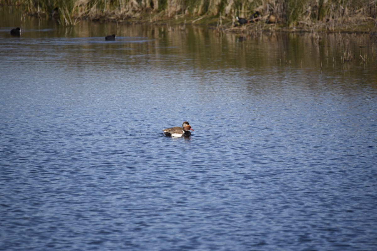 赤嘴潛鴨 - ML629128087