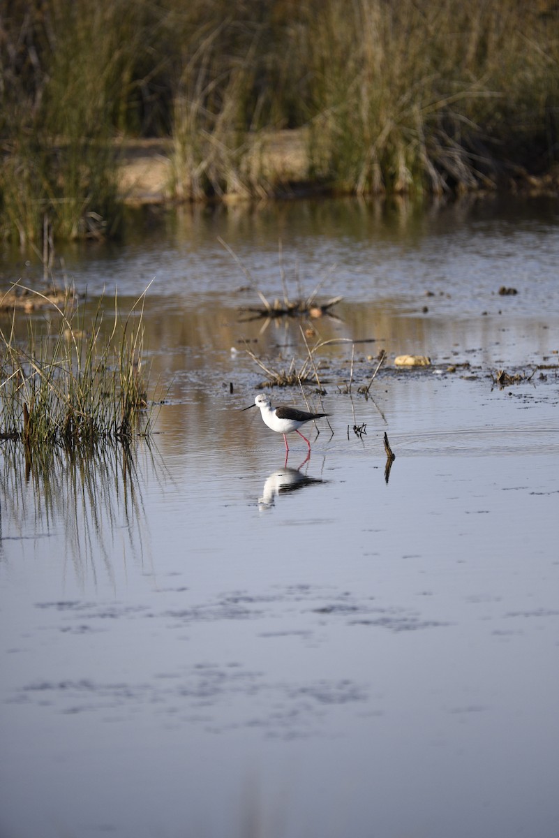 高蹺鴴 - ML629128095