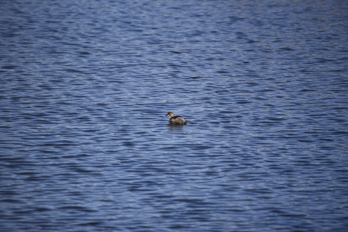 小鸊鷉 - ML629128102