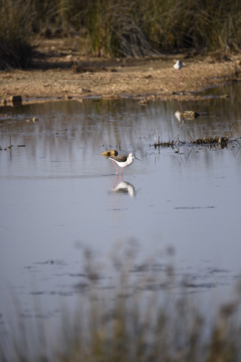 高蹺鴴 - ML629128103