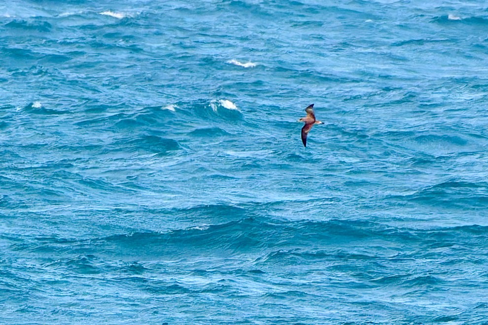 Cory's/Scopoli's Shearwater - ML629128104