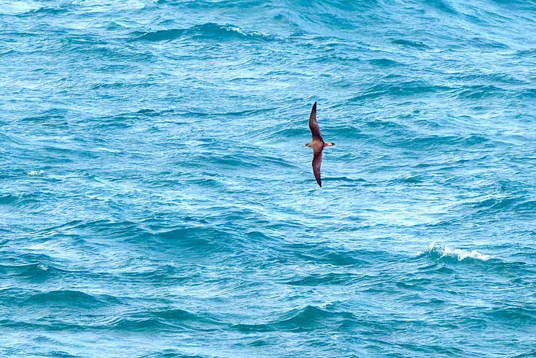 Cory's/Scopoli's Shearwater - ML629128105