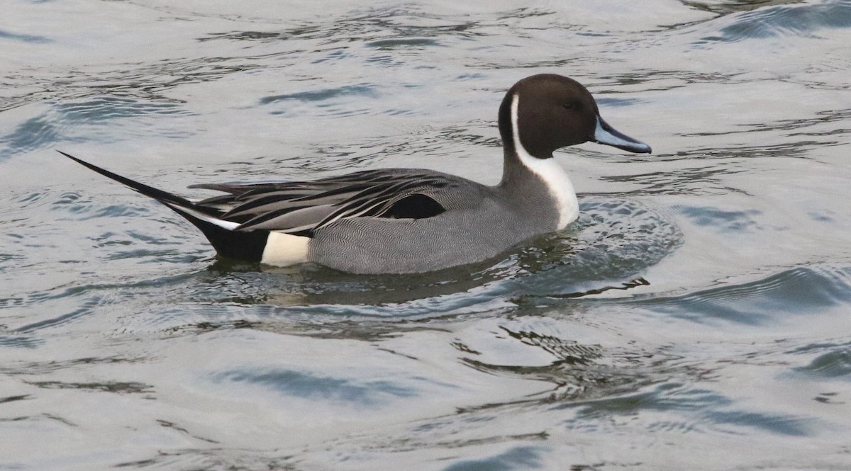 Northern Pintail - ML629128177