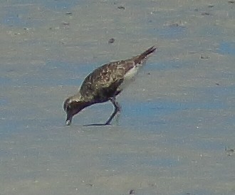 Black-bellied Plover - ML629128232