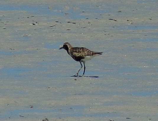 Black-bellied Plover - ML629128233