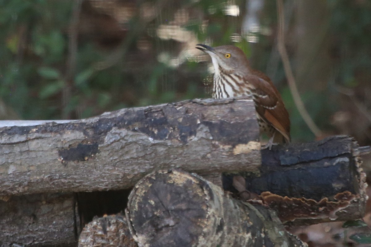 Brown Thrasher - ML629128243