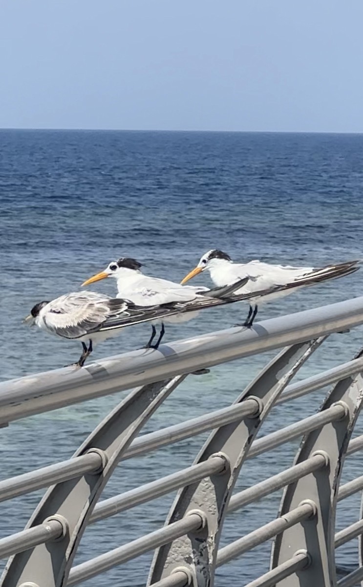 Lesser Crested Tern - ML629128245