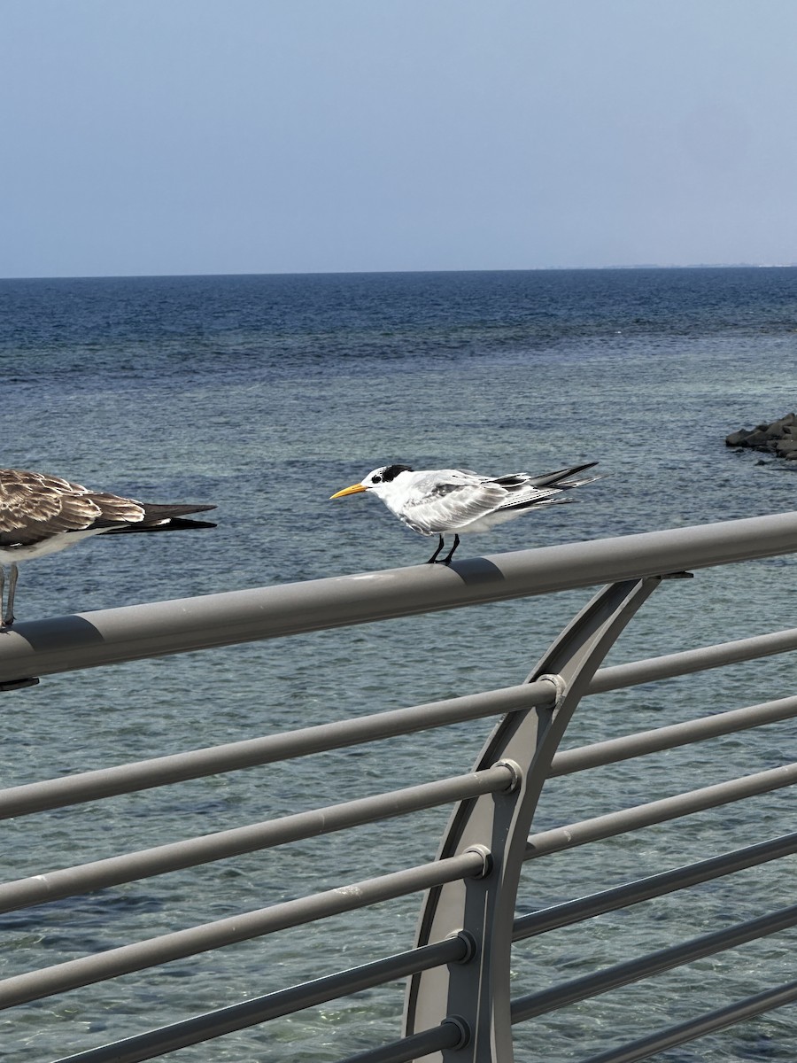 Lesser Crested Tern - ML629128247