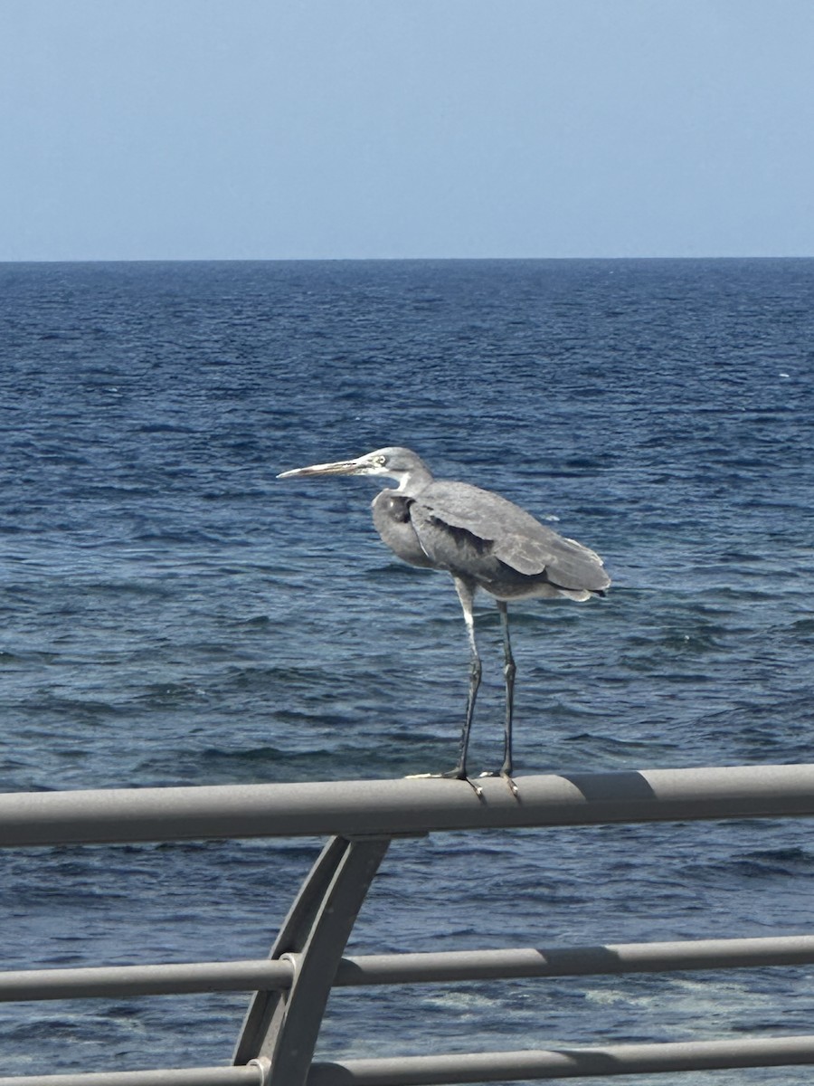 Western Reef-Heron - ML629128269