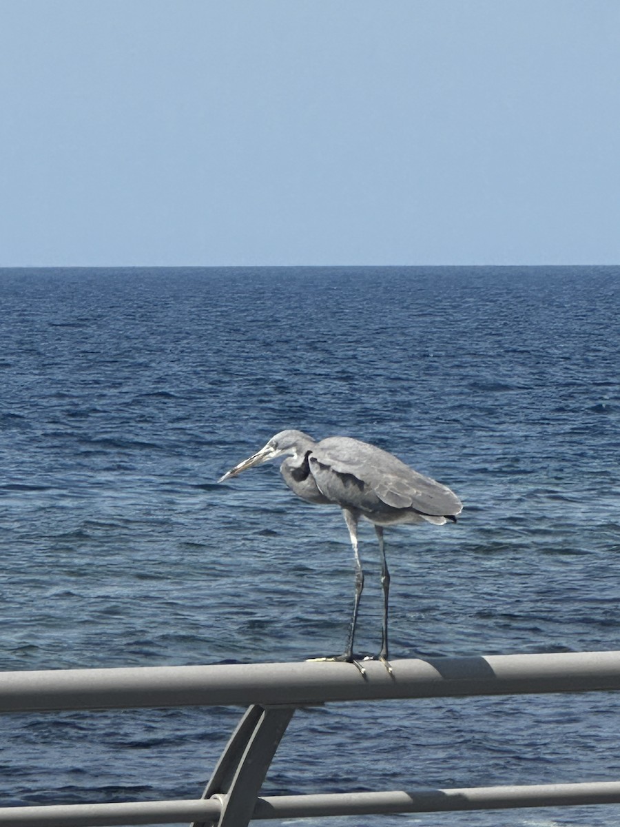 Western Reef-Heron - ML629128270