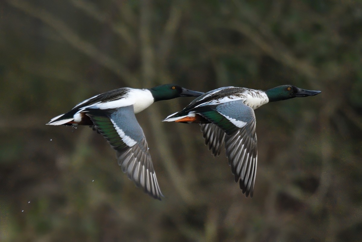 Northern Shoveler - ML629128274