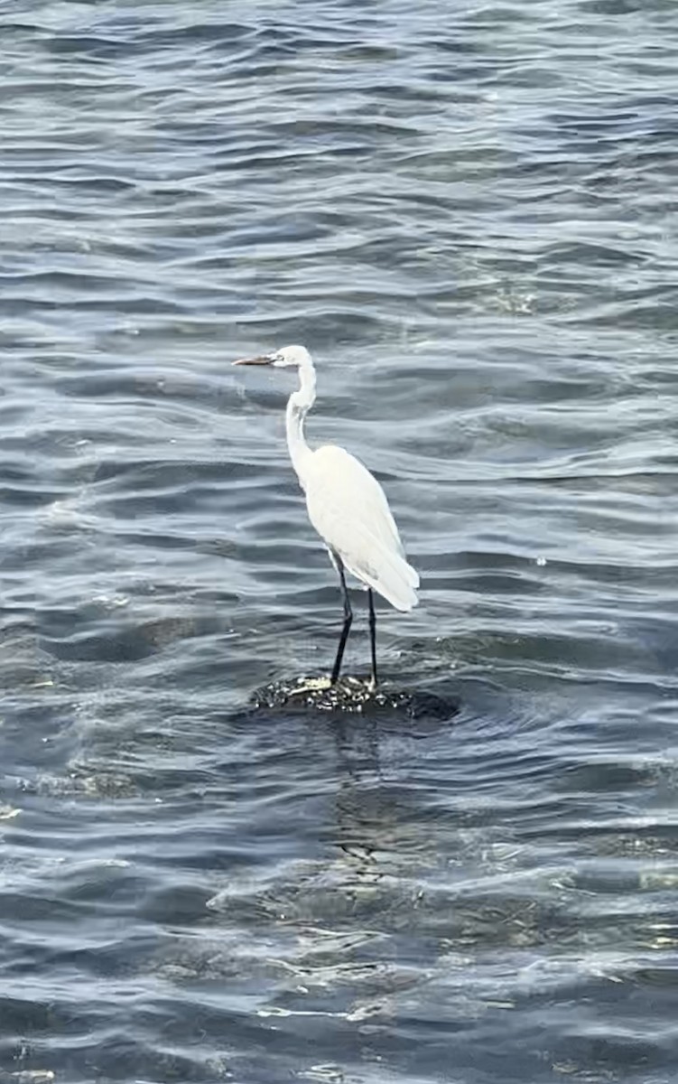 Little Egret - ML629128276