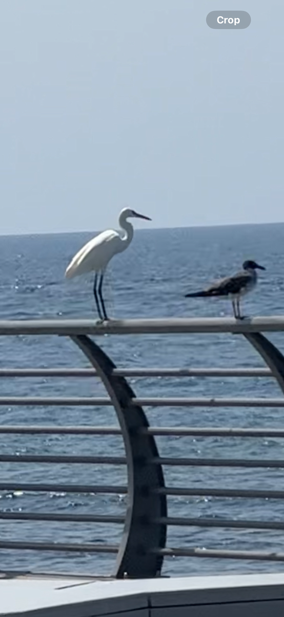 Little Egret - ML629128277