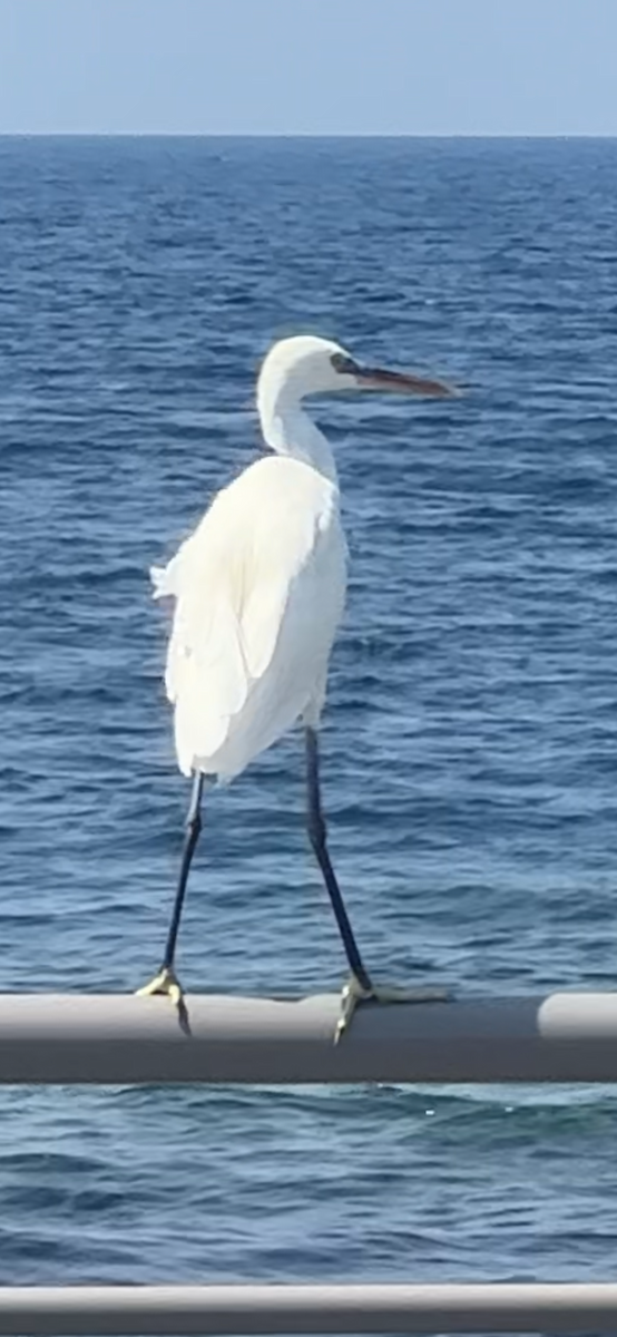 Little Egret - ML629128278