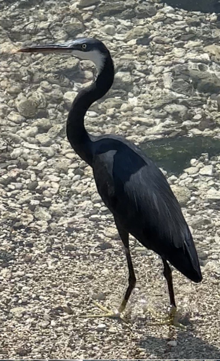 Western Reef-Heron - ML629128281