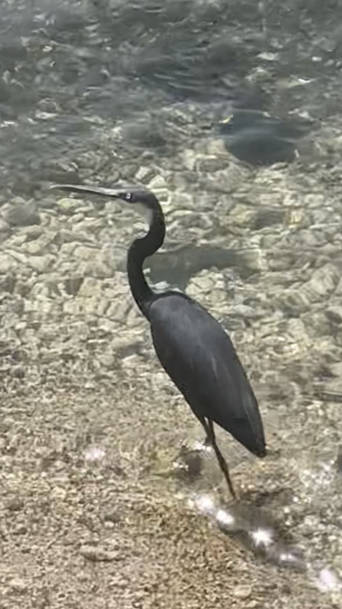 Western Reef-Heron - ML629128282