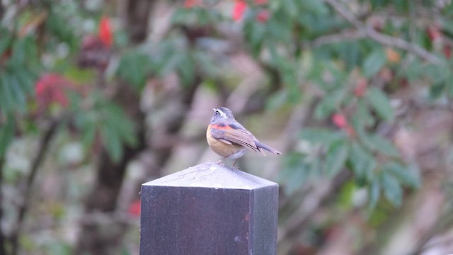 Collared Bush-Robin - ML629128424