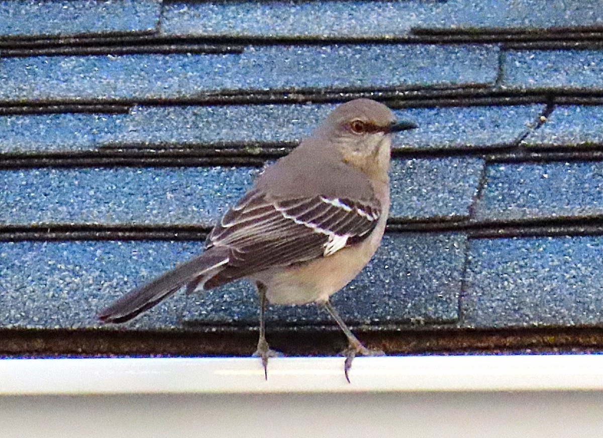 Northern Mockingbird - ML629128501