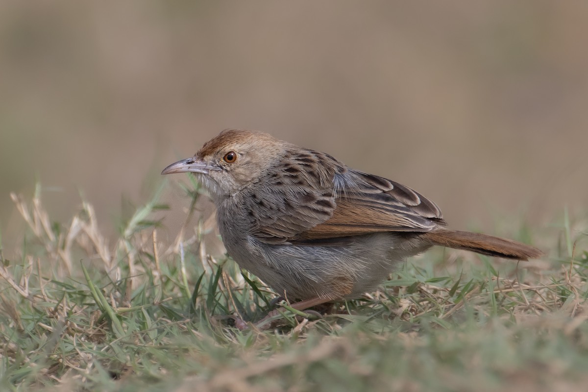 Rattling Cisticola - ML629128589