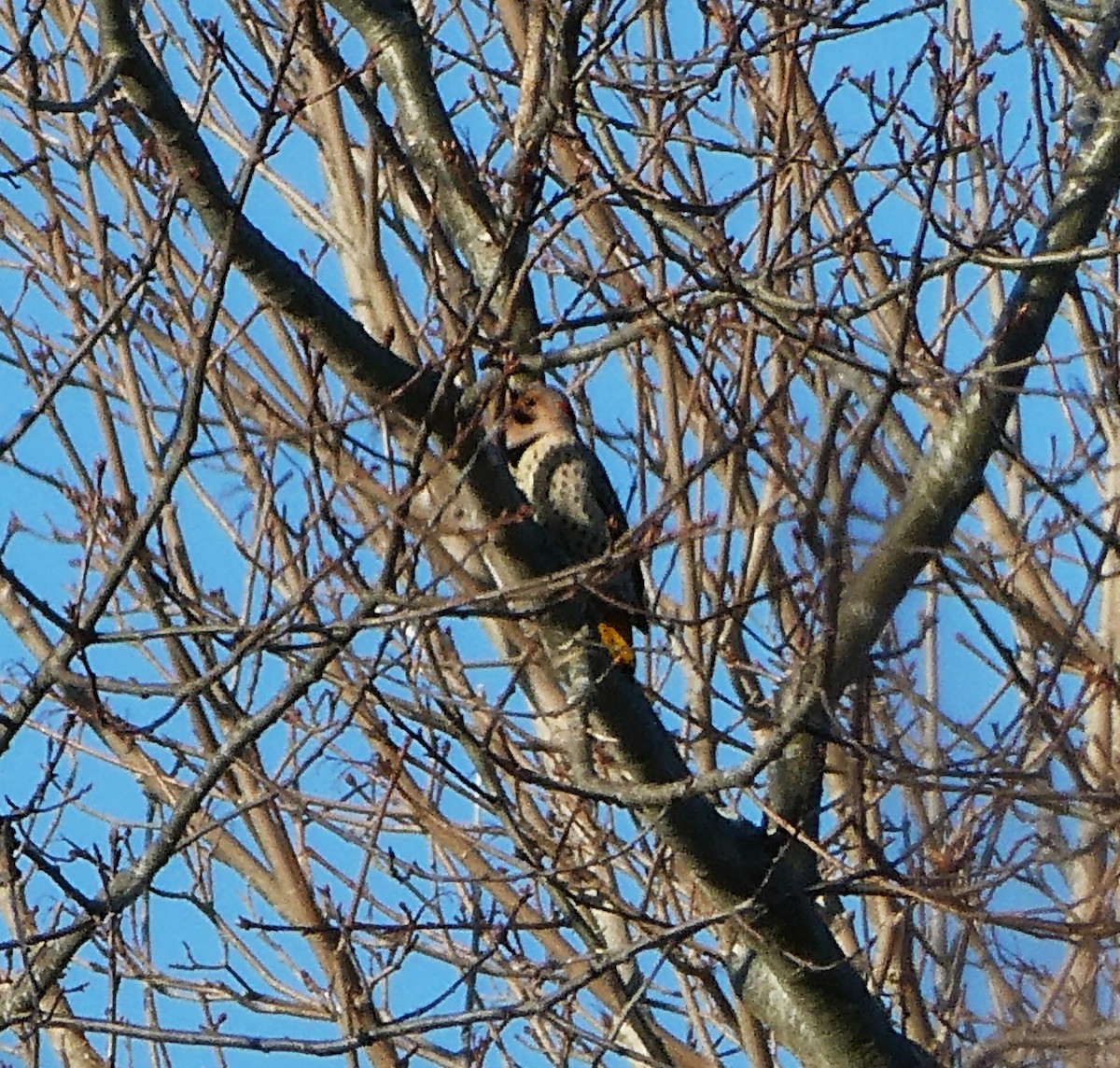 Northern Flicker - ML629128737