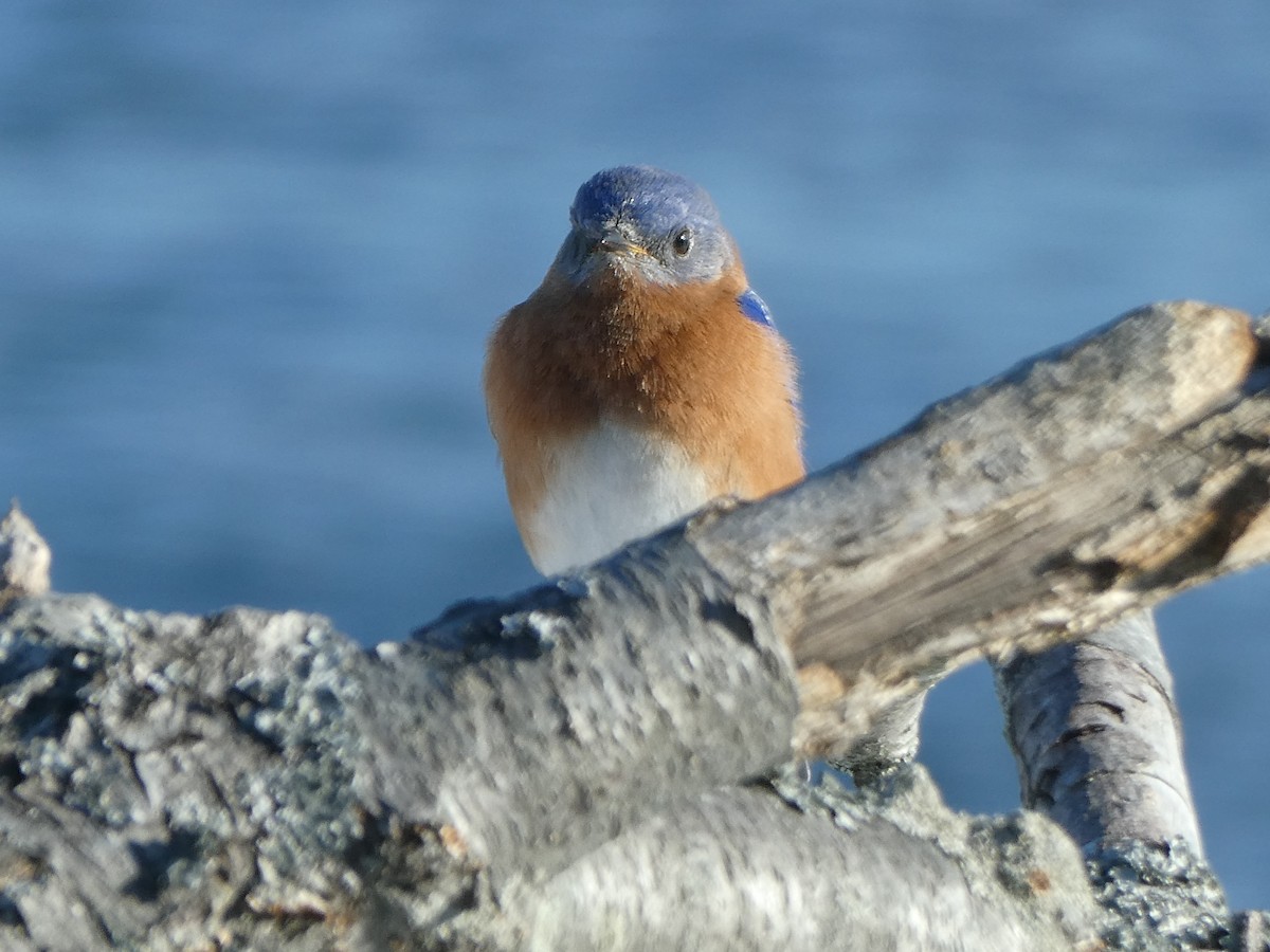 Eastern Bluebird - ML629128758