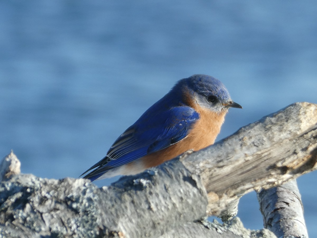 Eastern Bluebird - ML629128759