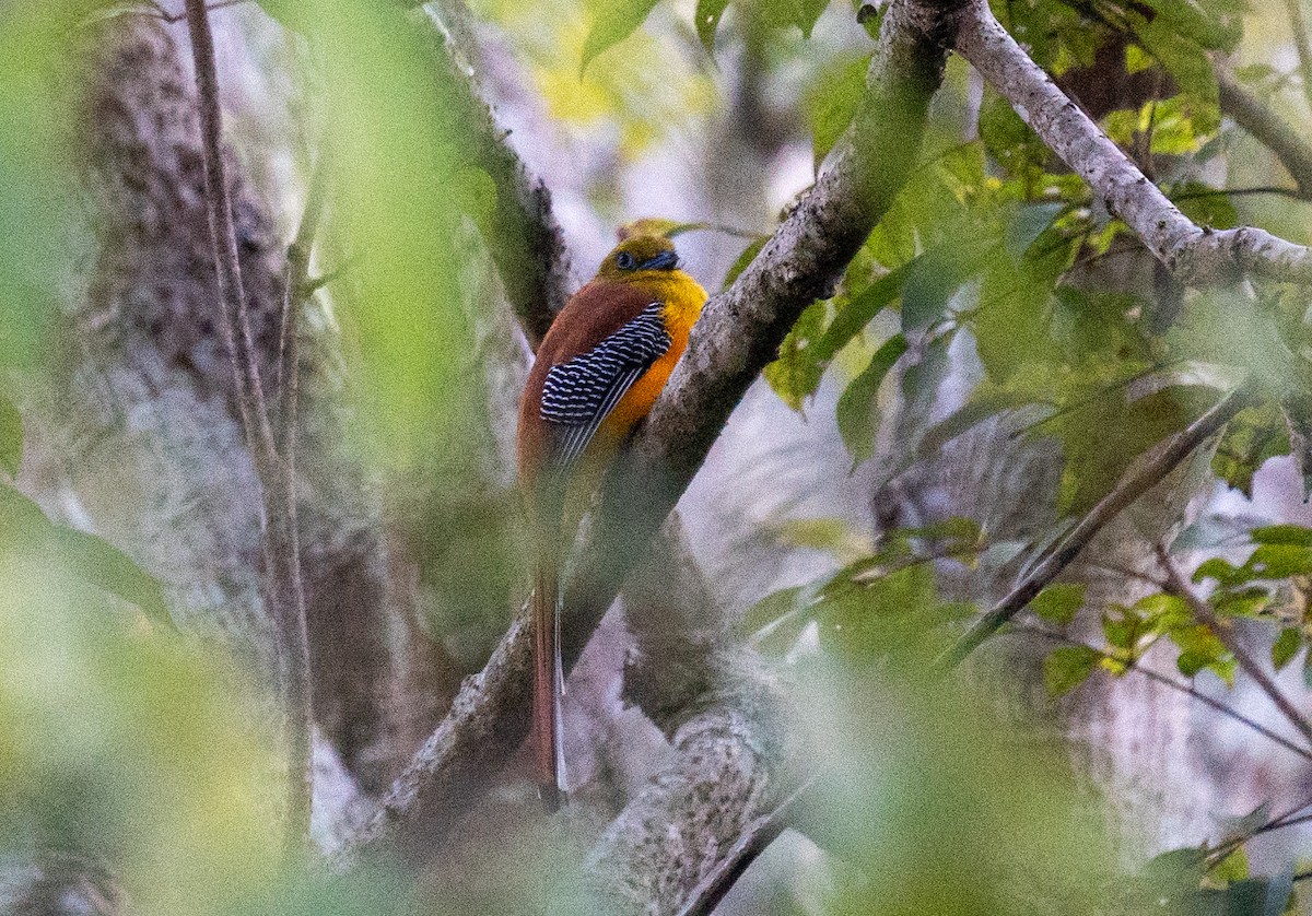 trogon oranžovoprsý - ML629128926